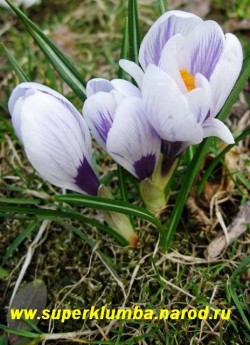 КРОКУС ВЕСЕННИЙ (Crocus vernus) "крупноцветковый белый с фиолетовыми полосами внутри и широким фиолетовым горлом" , цветет апрель-май, ЦЕНА 100 руб (3 шт)