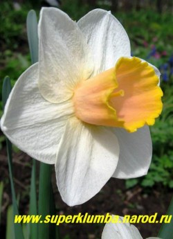 Нарцисс " ШАЛОМ" (Narcissus "Salome")  крупнокорончатый снежно белый с воронковидной коронкой, в начале цветения светло-абрикосовой, затем розовеющей. По краю коронки - тонкая золотая гофрированная кайма, цветок 9-10 см, высота до 40 см, среднепоздний, НЕТ В ПРОДАЖЕ