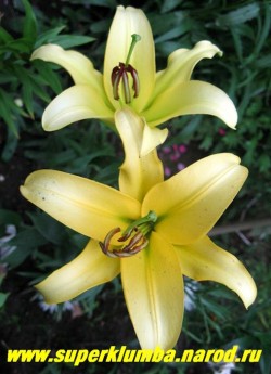 Лилия ЙЕЛЛОУВИН (Lilium Yelloween)  Цветок крупным планом. Лепестки цветов узкие, по форме цветка отличается от большинства ОТ-гибридов.  ЦЕНА 150 руб (1 шт )