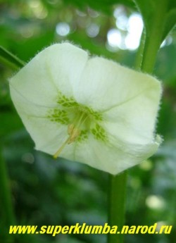 Весьма оригинальны цветы ФИЗАЛИСА ФРАНШЕ ( Phisalis franchetii) одиночные, пазушные, беловато-зеленоватые , до 3 см в диаметре. по форме напоминают крыши китайских пагод . ЦЕНА 200 руб (1 шт)