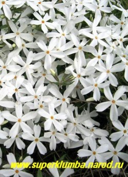 ФЛОКС ШИЛОВИДНЫЙ "Вайт Делайт" (Phlox subulata ''White Delight'') Вечнозелёные коврики толщиной 5-10 см, чисто 

белые звездчатой формы цветы, диаметр цветка около 2 см, высота до 10 см, цветет с середины мая около 30 дней. 

НЕТ В ПРОДАЖЕ.