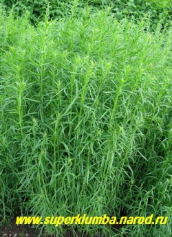 ЭСТРАГОН или НАСТОЯЩИЙ ТАРХУН (Artemisia dracunculus)  пряность. Используют молодую траву как в свежем, так и сушеном виде. Стебли употребляют в различные соленья, листья используют в салаты , мясные и рыбные супы, в соусы к рыбе , в компоты . ЦЕНА 200-250 руб (деленка)