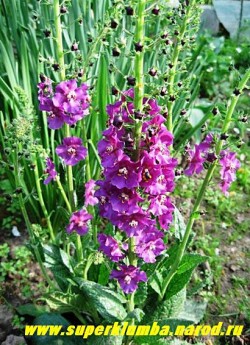 КОРОВЯК гибридный "ФИОЛЕТОВЫЙ" (Verbascum х hybridum), фиолетовые цветки собраны в колосовидные, ветвистые соцветия, крупные продолговатые листья собраны в прикорневую розетку, цветет июнь-июль, высота до 80 см, ЦЕНА 250 руб (1 шт)