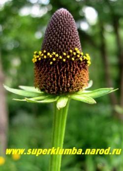 РУДБЕКИЯ ЗАПАДНАЯ "Блэк Бьюти" (Rudbeckia occidentalis ''Black Beauty'') , чрезвычайно оригинальная рудбекия лишенная язычковых цветков, название сорта переводится как "черная красавица", прекрасно смотриться в цветочных композициях, цветет июль-август, высота до 120 см. НЕТ В ПРОДАЖЕ
