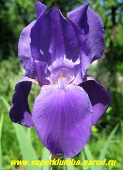 ИРИС ГЕРМАНСКИЙ  ЛИЛОВЫЙ   (Iris germanica)  ранний, обильный, крайне неприхотливый, цветет лиловыми крупными цветами  с мая по июнь, высота. до 60см,  ЦЕНА   200 руб (кустик -  2-3 шт )