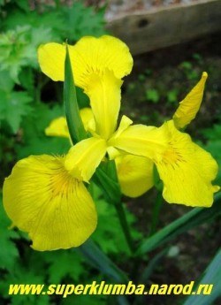 ИРИС  АИРОВИДНЫЙ (Iris pseudacorus)  желтый, изящный и неприхотливый, идеально подходит для водоемов и сырых мест , высота до 1м, цветет в июне желтыми цветами с коричневым рисунком у основания лепестков, ЦЕНА 200 руб ( 1 дел)