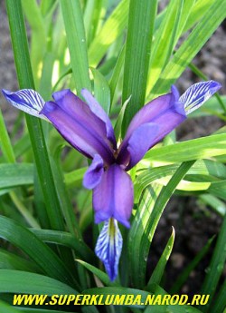цветок ИРИСА ЗЛАКОВИДНОГО (Iris graminea) крупным планом. Этот ирис предпочитает сухие места, неприхотливый и очень нарядный.  ЦЕНА 250 руб (1 делёнка)