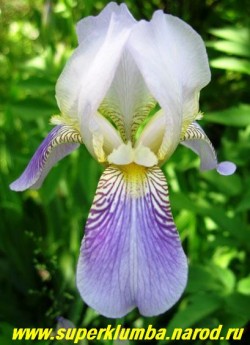 Ирис БЕЛО-СИРЕНЕВЫЙ  (Iris squalens) Сиреневый низ с узором из темно-фиолетовых прожилок и светло-сиреневый верх, с ароматом лимона. Очень неприхотливый, цветет в июне, в. до 70 см,  200 руб (кустик -  2-3 шт )