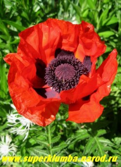 МАК ПРИЦВЕТНИКОВЫЙ "Красный" (Papaver bracteatum). Цветы пунцово-красные с блестящими лепестками , диаметром до 20 см, с большими черными пятнами у основания лепестков , цветоносы прочные , цветок, в отличие от других маков , держится до 3 дней, цветет в июне 20-25 дней. ЦЕНА 300 руб (1 шт)
