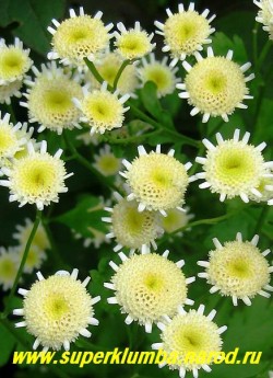 ПИРЕТРУМ ДЕВИЧИЙ "Игольчатая" (Matricaria eximia)  Соцветия лимонно-белые округлые, имеют юбочку из белых коротких, игольчатых язычковых цветков, высота 60см, цветет июль-август, в Подмосковье выращивается как 2- летник, но легко возобновляется самосевом,  ЦЕНА 200 руб (1шт)