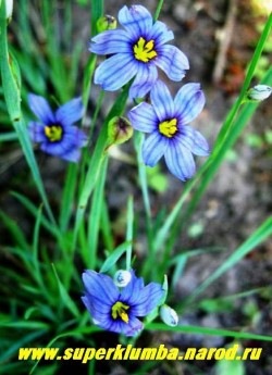 СИСЮРИНХИЙ УЗКОЛИСТНЫЙ (Sisyrinchium angustifolium)  миниатюрный родственник ирисов, невысокий кустик со злаковидными листьями высотой 10-12см , синие звездчатые цветы появляются в июне, высота 10-15 см, ЦЕНА 200 руб (кустик)