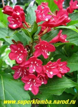 Цветы ВЕЙГЕЛЫ ГИБРИДНОЙ "Бристоль Руби" (Weigela hybrida "Bristol Ruby") крупным планом.  НЕТ В ПРОДАЖЕ