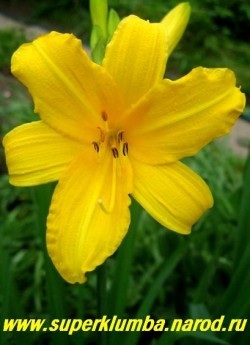 Лилейник  МИДДЕНДОРФА (Нemerocallis middendorffii) ярко желтые ароматные цветы, диаметром до 12см. появляются уже в мае, высота до 70 см, ЦЕНА 200 руб (1 шт) или 350 руб (кустик из 3 шт)