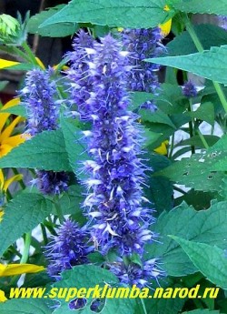 МЯТА МЕКСИКАНСКАЯ или ЛОФАНТ "Синяя" (Agastache mexicana) цветет очень продолжительно с июля по сентябрь. В суровые бесснежные зимы может вымерзать, но легко возобновляется самосевом. ЦЕНА 250 руб (1 шт) НЕТ НА  ВЕСНУ