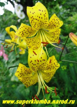 Лилия тигровая "ЦИТРОНЕЛЛА"(Lilium tigrinum Citronella)  желтая с коричневым крапом чалмовидная, цветы сморят вниз , на одном соцветии 15 -25 цветов, цветет июль-август, высота до 130 см, НЕТ В ПРОДАЖЕ.