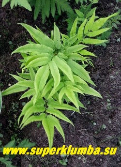 КОНИОГРАММА СРЕДНЯЯ (Coniogramme intermedia) Успешно растет в тени на плодородной, нормально увлажненной садовой почве. Используется как почвопокровное растение. Никогда не разрастается агрессивно, не подавляет других растений. Хорош в теневых садах. НОВИНКА!  ЦЕНА 400 руб (делёнка)