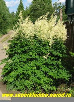 ВОЛЖАНКА ДВУДОМНАЯ (Arunkus dioicus)  это крупное растение похожее на гигантскую астильбу порадует своим мощным цветением в июне-июле, высота 1,5 -2 м. ЦЕНА 250-350 руб (делёнка)