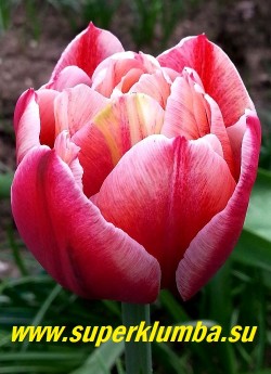 Тюльпан ДРАМЛАЙН (Tulipa Drumline) махровый поздний (пионовидный), густомахровый малиново-красный с белым краем, долгое до 2-3 недель цветение , отличная срезка, высота 40 см, НОВИНКА! НЕТ В ПРОДАЖЕ