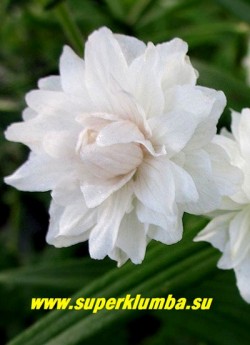 ГЕРАНЬ ЛУГОВАЯ "Дабл Джевел"(Geranium pratense ''Double Jewel'')  цветок крупным планом. ЦЕНА 400 руб (1 шт)