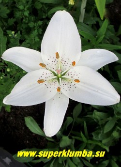 Лилия КВАЙТО (Lilium  Kwaito)  Азиатский гибрид, белая с небольшим крапом , цветет июль, высота до 70 см.,  Цена 250 руб  (1 лук)