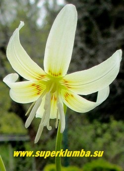 КАНДЫК КАЛИФОРНИЙСКИЙ "Уайт бьюти" (Еrythronium californicum "White Beauty") Цветок крупным планом. Предпочитает влагопроницаемые, лёгкие, перегнойные почвы. НЕТ  В ПРОДАЖЕ.