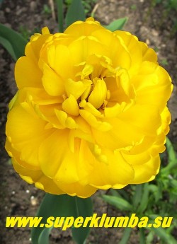 Тюльпан ЙЕЛЛОУ ПОМПОНЕТ (Tulipa Yellow Pomponnette) махровый поздний (пионовидный), ярко-желтый с черной серединкой, лепестки блестящие, атласные, огромные до 18 см в диаметре цветы, отличная срезка, длительное цветение, высота 45-55 см. НОВИНКА! ЦЕНА 100 руб (1 лук)
