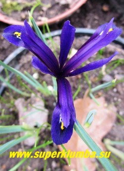 ИРИС ХИСТРИОВИДНЫЙ "ВАЙОЛЕТ БЬЮТИ" (Iris hystrioides "Violet Beauty") Луковичный ирис. Ирис с изящными крупными, до 7 см в поперечнике, темнофиолетовыми цветами, с продольной темно-фиолетовой полосой и желтым пятном на беловатом фоне, испещренном фиолетовыми штрихами. Высота 7-15 см. Цветет апрель-май. НЕТ В ПРОДАЖЕ