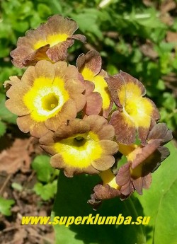 Примула ушковая "КОФЕЙНАЯ" (Primula аuricula)  цветы  цвета кофе с молоком   в процессе роспуска  темнеют до кофейных,       желтая серединка.  Высота до 15 см, цветет май-июнь. НОВИНКА ! НЕТ В ПРОДАЖЕ
