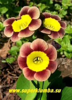 Примула махровая ушковая "ХАННИ" (Primula auricula ''Hanni'') сортовая  примула, цветы  терракотовые со светлыми краями и   желтым центром ,  высота до 15см, цветет май-июнь. НОВИНКА!    НЕТ В ПРОДАЖЕ