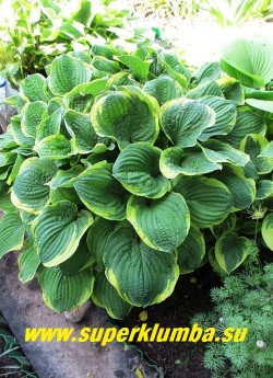 Хоста КРИСТМАС ТРИ (Hosta Christmas Tree) размер ML , название сорта означает «рождественское дерево». листья крупные жатые, сердцевидные сизо-зеленые с желто- кремовой каймой, цветки душистые светлосиреневые. Отлично переносит полное солнце. Неплохо нарастает, неприхотливая! ЦЕНА 200 руб -1 шт или 500 руб куст (3-4 шт)