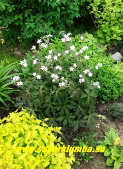 ГЕРАНЬ ПЯТНИСТАЯ "Эспрессо" (Geranium maculatum "Espresso")  Цветущий кустик  в саду.  Во время цветения листва становится более зеленой.  ЦЕНА 300 руб (1 шт.)