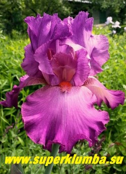 Ирис РАСПБЕРРИ СПЛЕНДОР (Iris Raspberry Splendor) крупные гофрированные с кружевными краями ярко-малиновые с красной бородой цветы, мощный неприхотливый сорт, высота до 90см.  ЦЕНА 350 руб