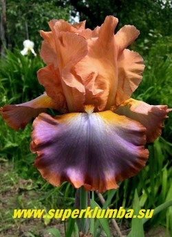 Ирис ДИФФЕРЕНТ ВОРД (Iris Different World) янтарно-лососевый с сиреневым пятном и золотисто-коричневой каймой на нижних лепестках, бородка желтая, сильногофрированный, мощный, очень красив! Высота 70 см, средне-позднего срока цветения.   НЕТ В ПРОДАЖЕ