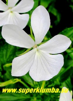ФИАЛКА РОГАТАЯ «белая» (Viola cornuta «Alba») цветы крупным планом. ЦЕНА 300 руб (1 дел) НОВИНКА!