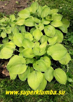 Хоста ЗАУНДС (Hosta Zounds) размер ML. Листья чашевидные, крупные, вафельно-гофрированные, ярко-золотисто-желтые с металлическим блеском. Цветы практически белые. Для получения яркой окраски требуется солнечное местоположение. ЦЕНА 250 руб (1 шт)