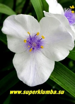ТРАДЕСКАНЦИЯ "ИРИС ПРИЧАРД" (Tradescantia "Iris Prichard") белая с темно-фиолетовыми тычинками, диаметр цветка 4-5 см, цв. июнь-сентябрь, высота 40-50 см, ЦЕНА  300 руб (кустик: 3-4 шт)