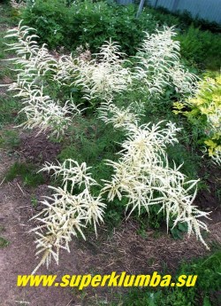 ВОЛЖАНКА ДВУДОМНАЯ "Кнейфи" (Aruncus dioicus f. Kneifii) Очень изящное растение с ажурными сложно-рассеченными на мелкие доли поникающими листьями и крупными воздушными кремово-белыми соцветиями с терпким ароматом. Высота 60см, с соцветиями 90см. НОВИНКА! НЕТ В ПРОДАЖЕ