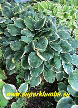 Хоста КРИСТМАС ТРИ (Hosta Christmas Tree) размер ML , название сорта означает «рождественское дерево». листья крупные жатые, сердцевидные сизо-зеленые с желто- кремовой каймой, цветки душистые светлосиреневые. ЦЕНА 200 руб -1 шт или 500 руб куст (3-4 шт)