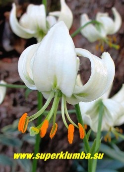 Лилия МАРТАГОН  Альбум   (Lilium martagon f. album) цветок крупным планом. НЕТ В ПРОДАЖЕ