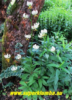 Лилия МАРТАГОН Альбум (Lilium martagon f. album) белоцветковая форма этой лилии. Цветы чисто белые с зеленоватым центром без крапа. Очень эффектна, как и ее традиционная форма.  Размножается медленно. НЕТ В ПРОДАЖЕ