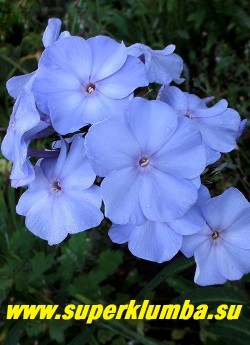Флокс метельчатый СИРИУС/ ЛАЙЛАК ТАЙМ (Phlox paniculata Sirius/ Lilac Time) Вечером и в пасмурную погоду  красивого холодного голубого цвета. ЦЕНА 400 руб  (1 шт)