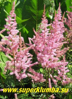 АСТИЛЬБА "АФРОДИТА" (Astilbe "Aphrodite") малиново-розовая , очень изящная с высокими вытянутыми соцветиями на малиновых цветоносах. Весной листва бордовая . Высота 60-70 см. ЦЕНА 200 руб. (делёнка)