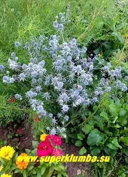 СИНЕГОЛОВНИК ПЛОСКОЛИСТНЫЙ (Еryngium planum) Сине-голубые головчатые соцветия с синими листочками обертки сидят на синеватых ветвистых стеблях , Листья жесткие, тонкие, кожистые, высота до 80 см, цветет с июля по сентябрь. ЦЕНА 250 руб