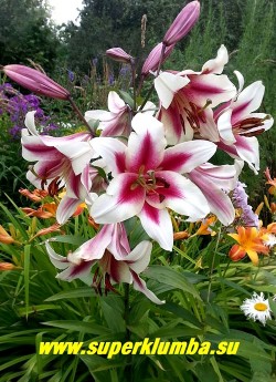 Лилия АЛЬТАРИ (Lilium Altari) ОТ-гибрид. Крупные белые цветы с темно -малиновым центром, ароматный. Цветение июль, высота 90-110 см.  ЦЕНА 200 руб (1 шт)