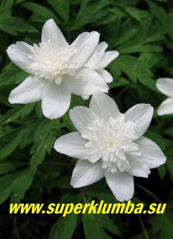 АНЕМОНА ДУБРАВНАЯ «Вестал» (Anemone nemorosa «Vestal») цветы белые махровые диаметром 4 см, предпочитает расти в тени деревьв, цветет с мая, высота 15-20 см, ЦЕНА 300 руб (делёнка)