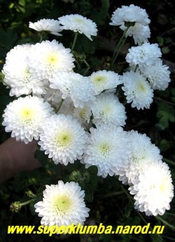 Хризантема "СНЕЖАНА". Цветы белые с лепестками в форме ложечек как у некоторых сортов георгинов, слегка розовеют в процессе цветения, высота до 60 см, диаметр цветка 4,5-5 см, цветет август-сентябрь. НЕТ В ПРОДАЖЕ