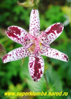 ТРИЦИРТИС КОРОТКОВОЛОСИСТЫЙ "ЭМПРЕСС" (Тricyrtis hirta "Empress") НОВИНКА! эффектное и редкое растение. светлорозовые с пурпурными крапинками цветы похожи на цветы орхидеи. Высота 40-80см, предпочитает полутень и богатые почвы, в суровые бесснежные зимы желательно профилактическое укрытие. ЦЕНА 250 руб