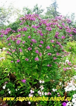 ВЕРНОНИЯ ДЛИННОВОЛОСИСТАЯ (Vernonia crinita) Большой травянистый куст до 150-200 см в высоту , цветущий в конце августа пурпурно-фиолетовыми соцветиями. Редкое и очень красивое растение. Стебли прочные, не нуждаются в подвязывании.  НЕТ В ПРОДАЖЕ