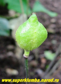 Плоды ДЖЕФФЕРСОНИИ ДВУЛИСТНОЙ (Jeffersonia diphilla) Плоды – коробочки оригинальной формы в виде маленьких кувшинчиков с крышечкой. Семена крупные, похожи на небольшие горошинки. Сеянцы развиваются медленно, но довольно живучи. ЦЕНА  700 руб  (1 шт)