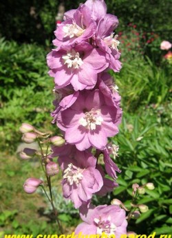 ДЕЛЬФИНИУМ "розовый махровый", диаметр цветка 4 см, цветет в июне-июле , часто повторно в сентябре, высота до 1,4 м . НЕТ В ПРОДАЖЕ